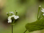 Sweet cicely <BR>Anise-root <BR>longstyle sweetroot